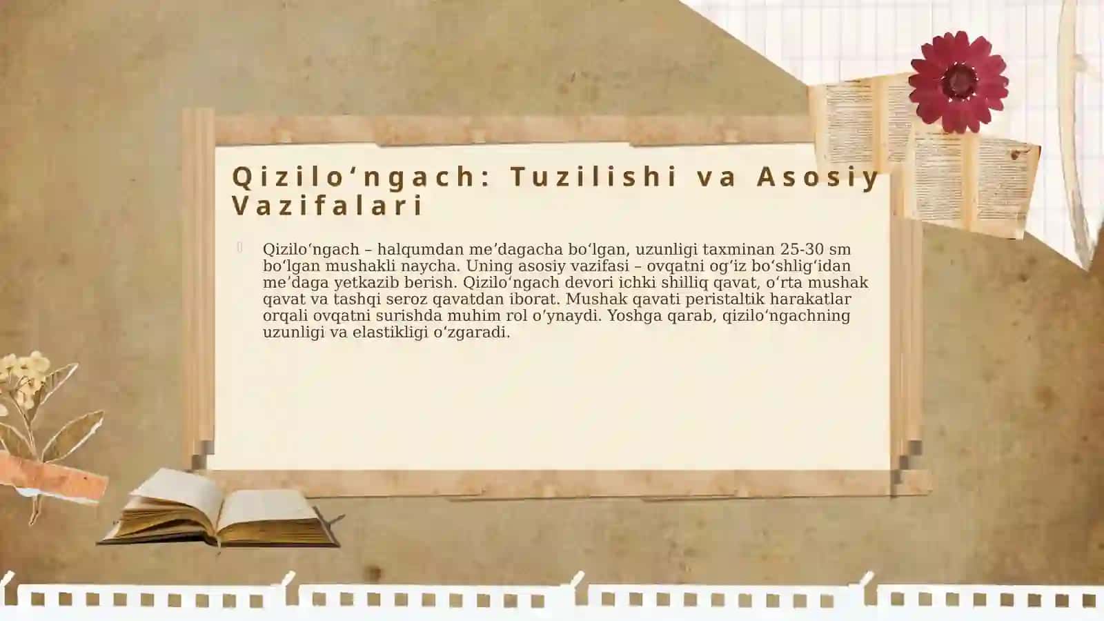 Qiziloʻngach va Qorin Boʻshligʻi Aʼzolari 4