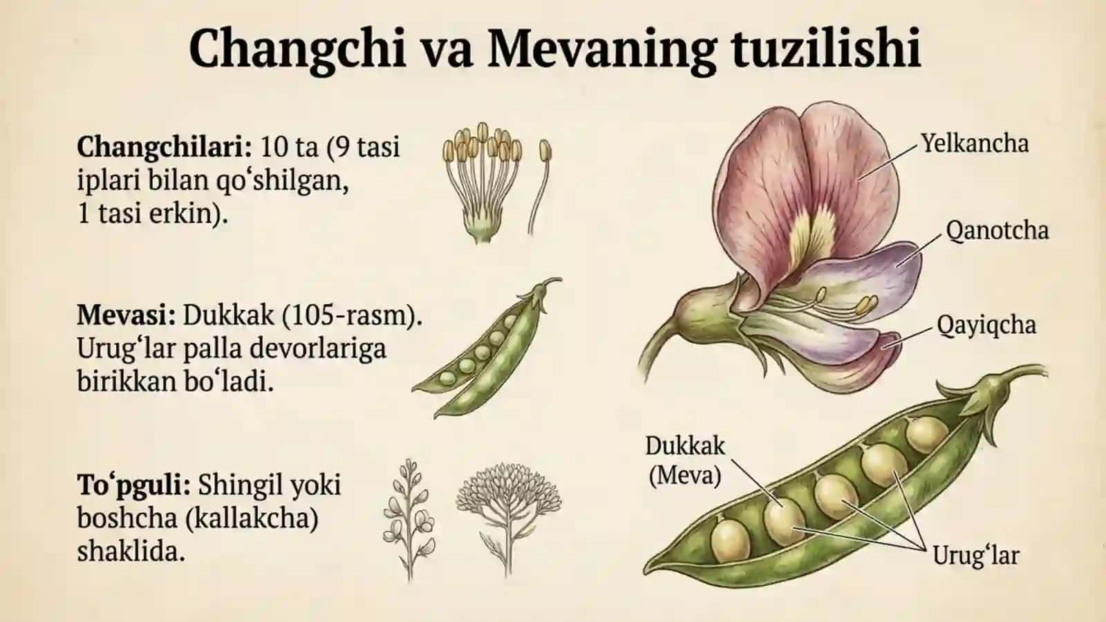 Burchoqdoshlar (Dukkakdoshlar) oilasi 4