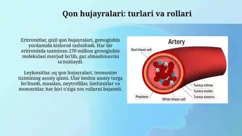 Qon tomirlarining tuzilishi va turlari 4