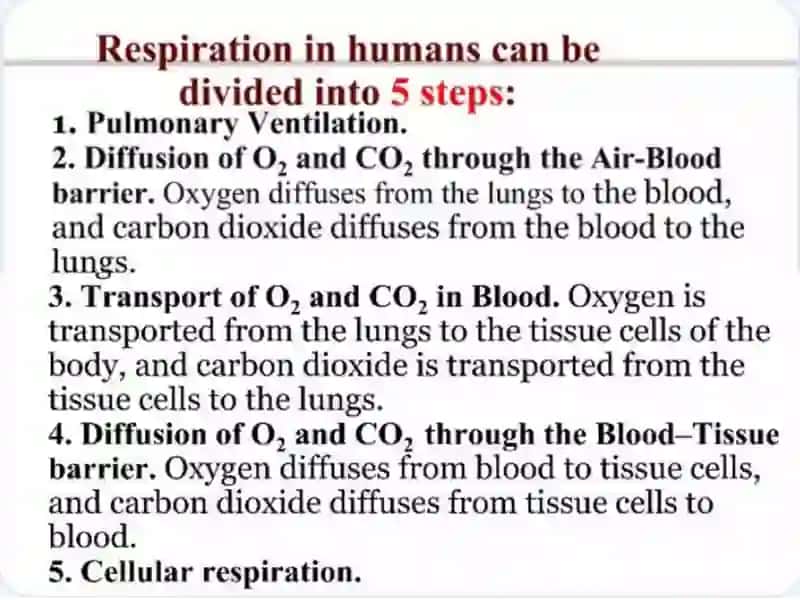 Respiratory sistim 4