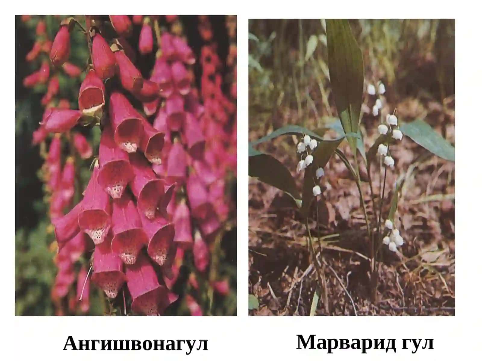 ЮРАК ГЛИКОЗИДЛАРИ 4