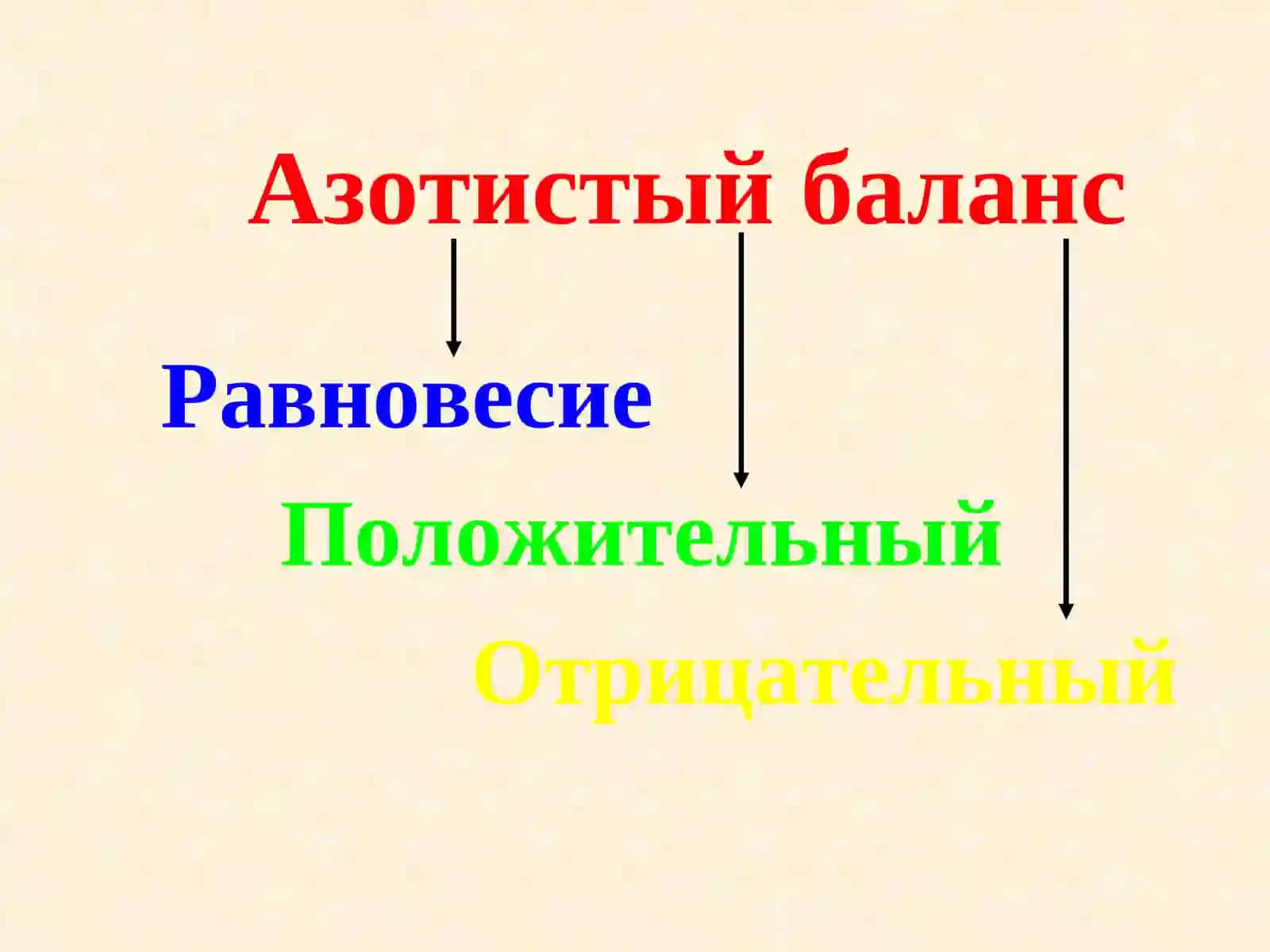 Обмен простых белков 4