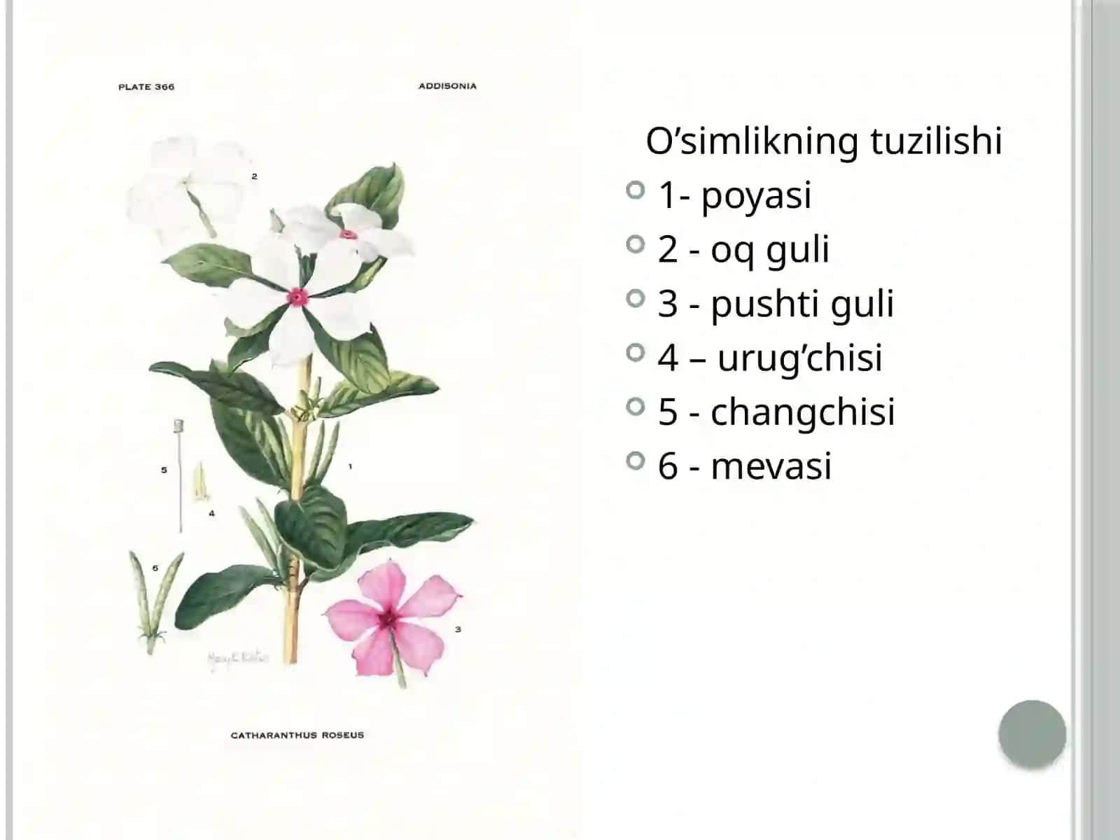 Pushti Katarantusning Dorivor Xususiyatlari 4