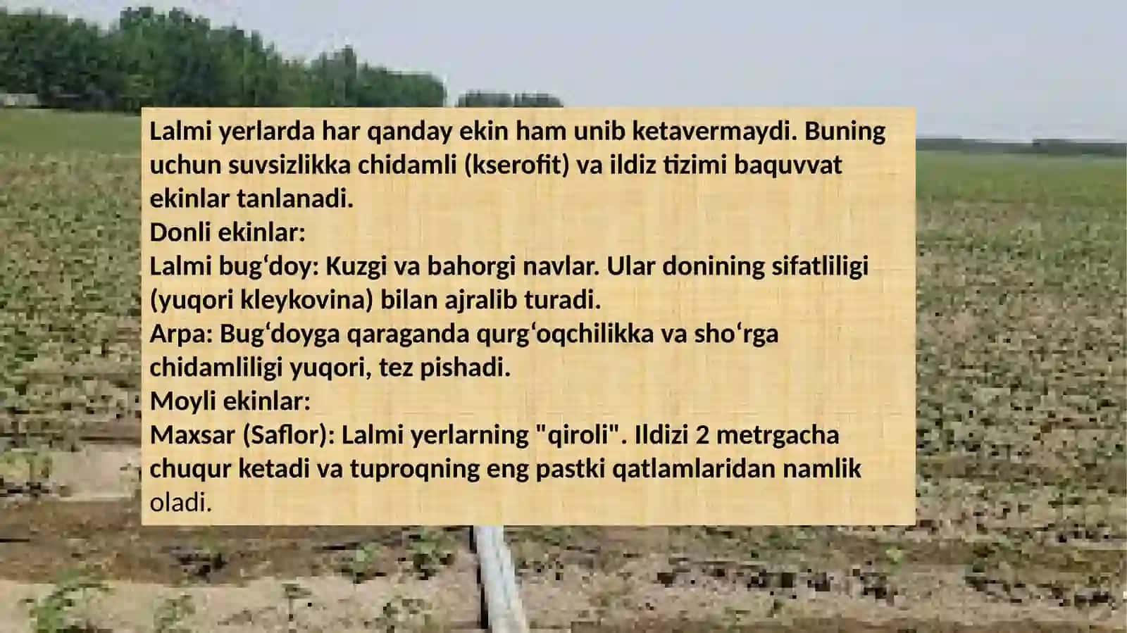sug'orilmaydigan yerlarda ekin ekish 4