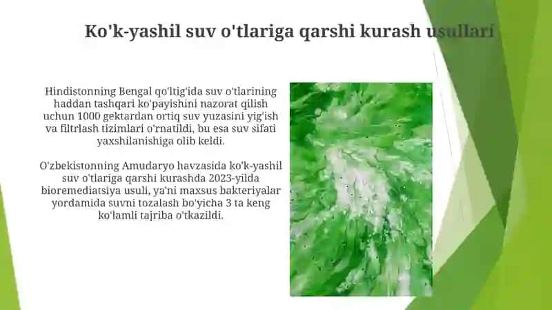 Ko'k-yashil suv oʻtlari 4