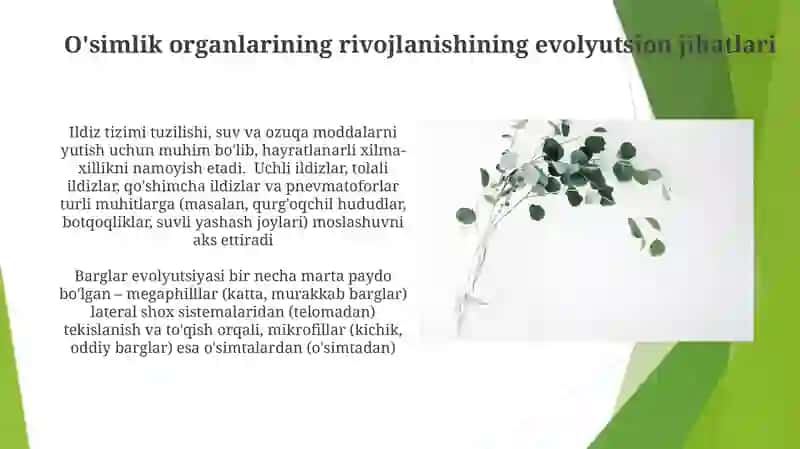 Meristemalar: O'sish Dvigatellari 4