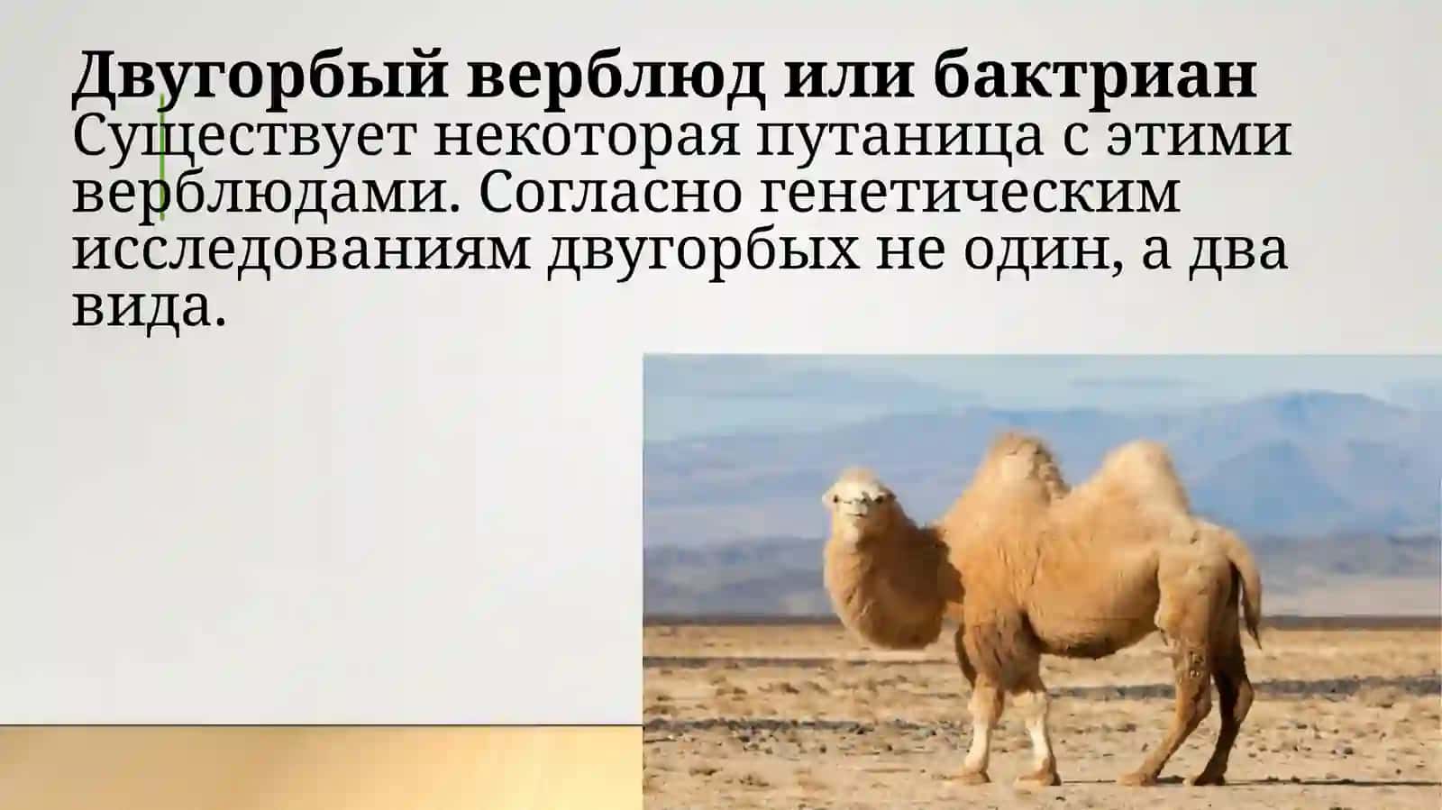 Красная книга 4