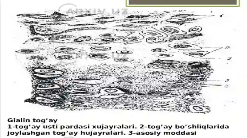 BIOLOGIK TO’QIMALAR VA QATTIQ JISMLARNING ZICHLIGINI ANIQLASH 4