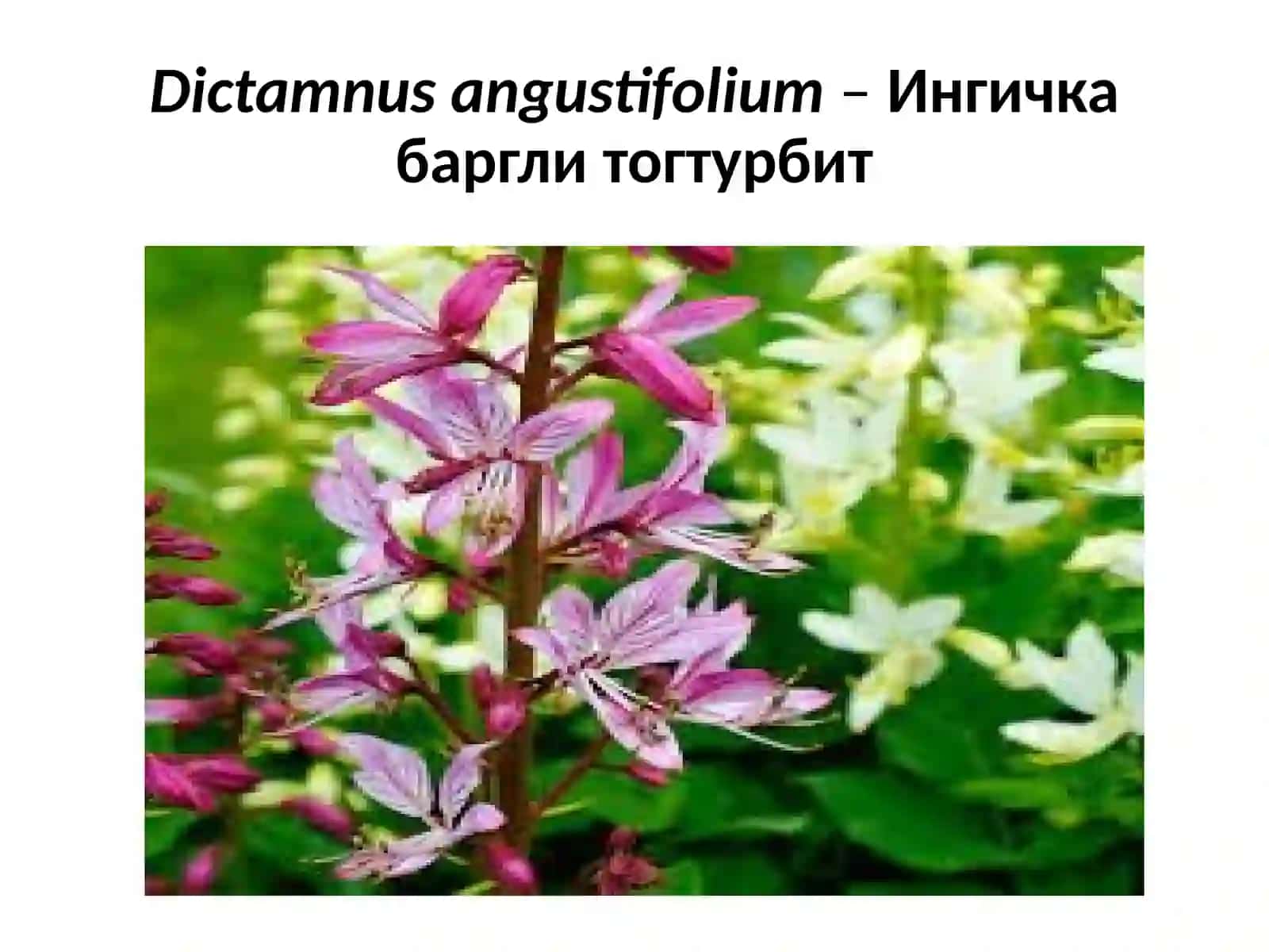 Тошбакатолдошлар – Rutaceae 4