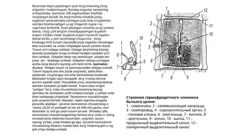 TASMASIMON CHUVALCHANGLAR (CYSTODA) SINFI 4