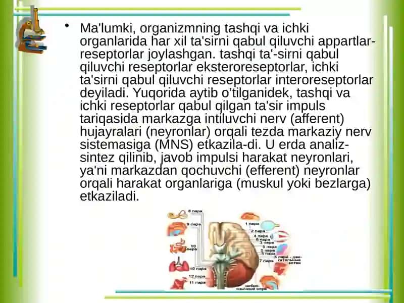 Nerv to`qimasi 4