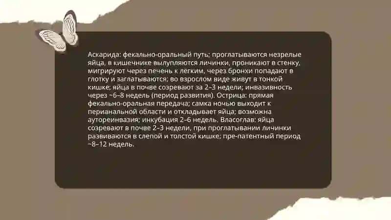 Классификация гельминтов человека 4