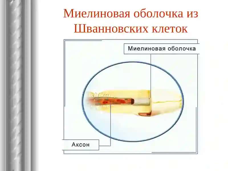 Тканичеловека, ЭРИТРОЦИТ, Нейрон 4
