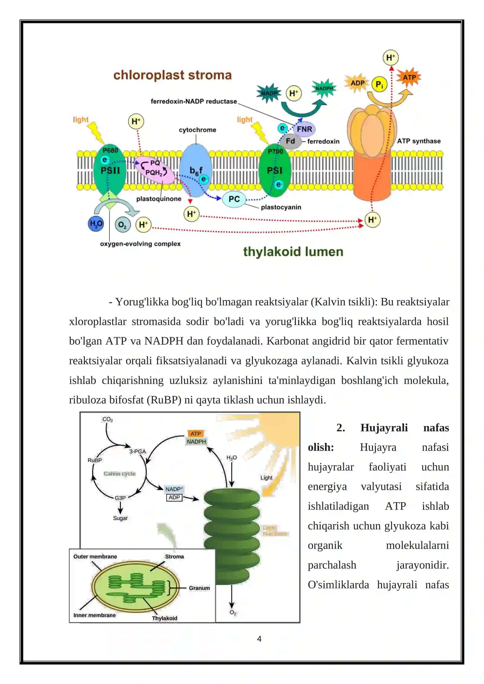 O’simlik hujayrasining energetikasi haqida 4