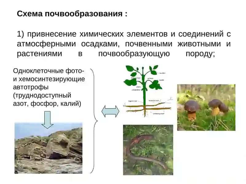 ФАКТОРЫ ПОЧВООБРАЗОВАНИЯ 4