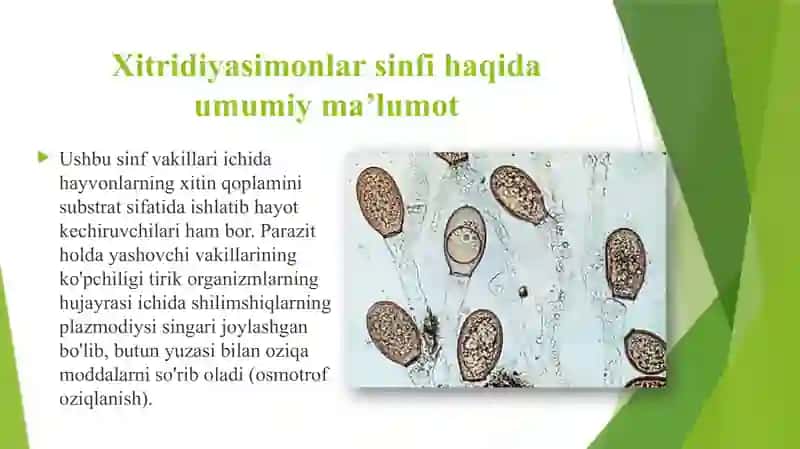 Biologiya o’qitish metodikasi 4