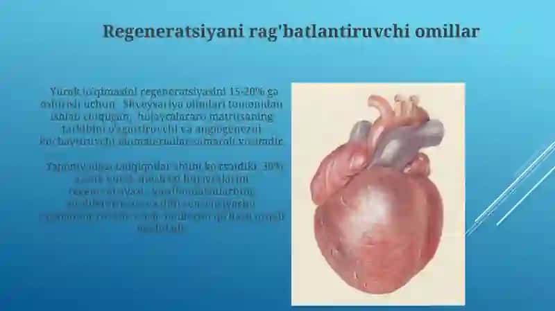 Yurak mushagi regeneratsiyasi 4