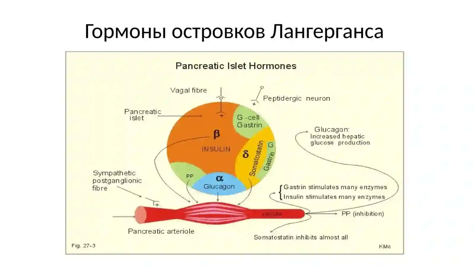 Гормоны островков Лангерганса 4