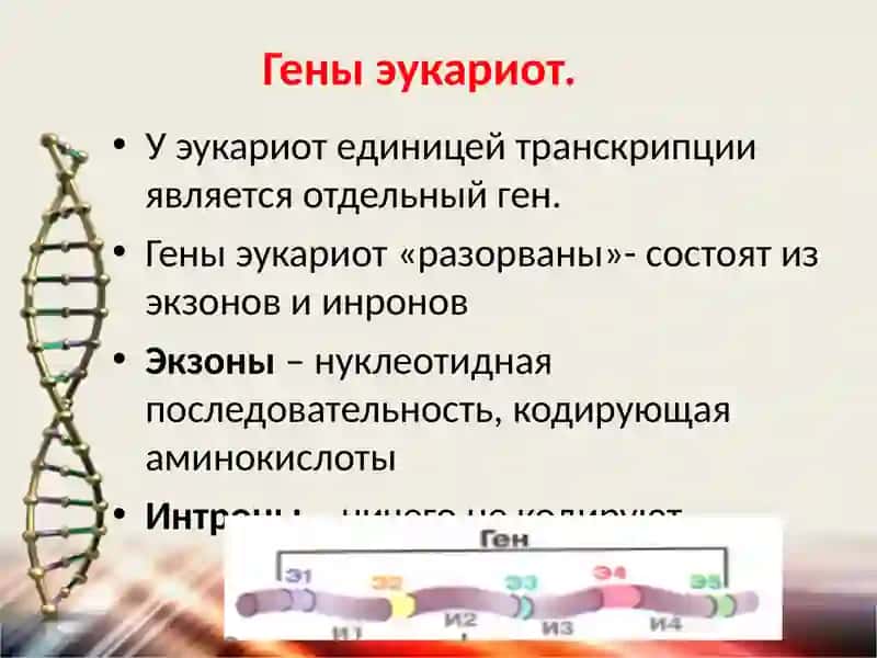 Гены, геномы и хромосомы 4