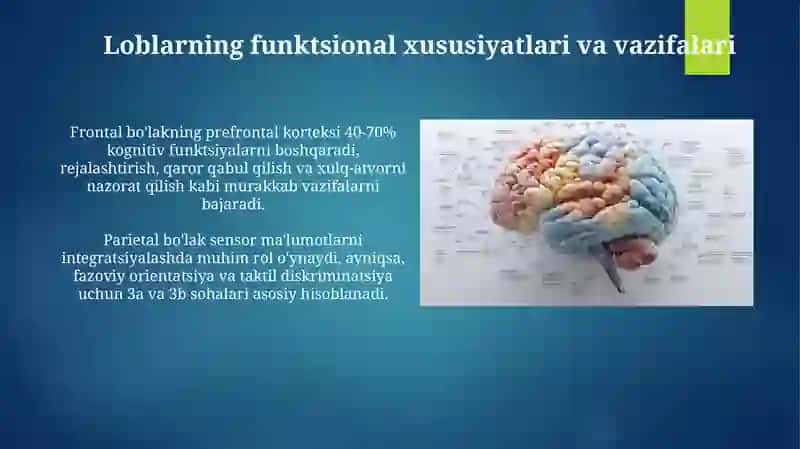Cerebral yarim sharlar 4
