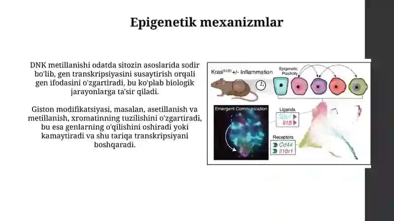Epigenetik holat 4