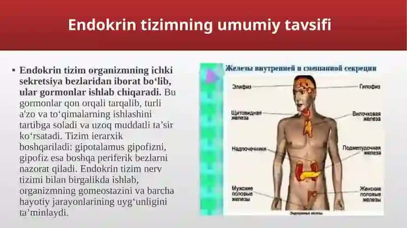 Endokrin bezlarining mikro tuzilishi 4