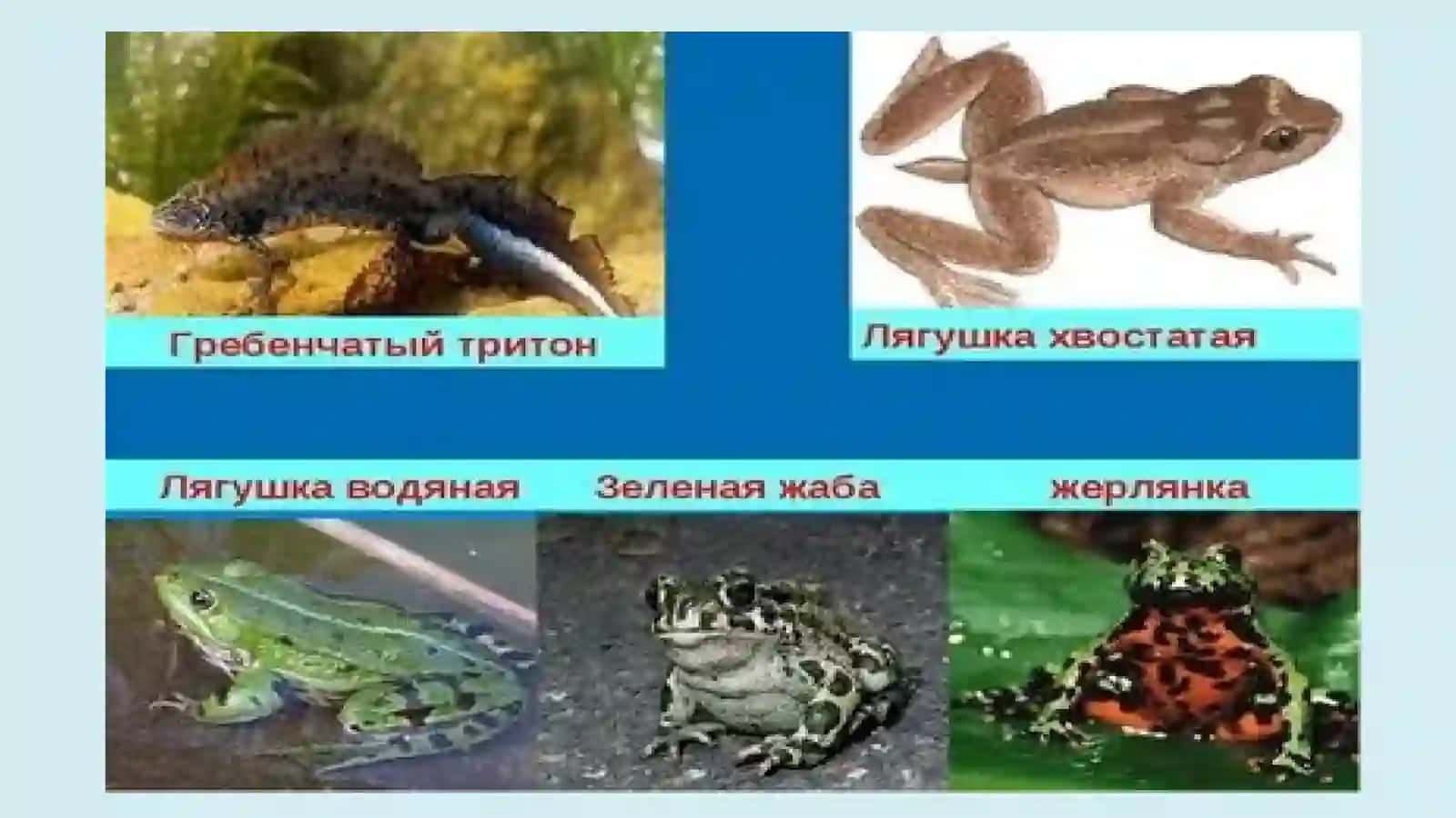 Umurtqali Hayvonlar 4