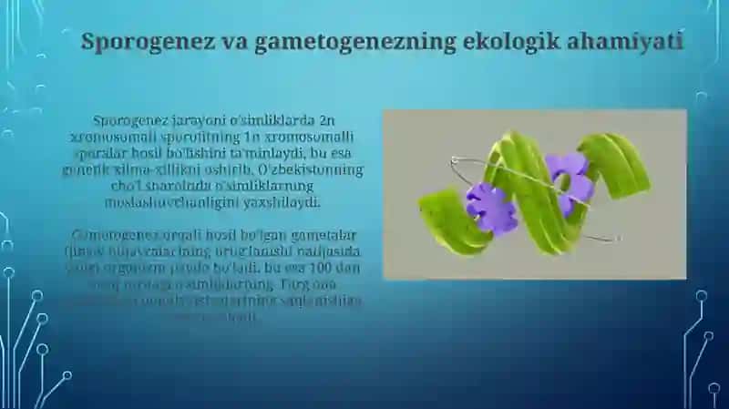 Oʻsimliklarda sporagenez va gametagenez 4