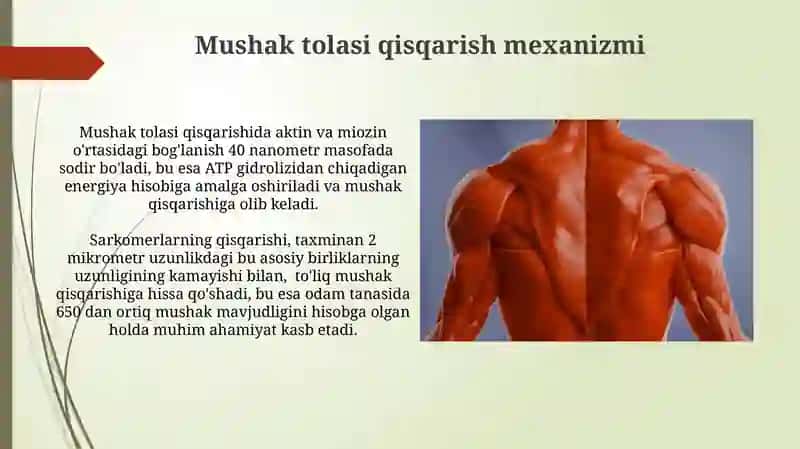 Mushak qisqarish mexanizmining morfologik asoslari 4