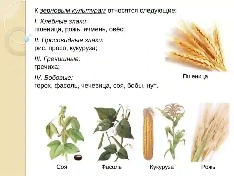 ОСНОВЫ АНАЛИЗА СОСТАВА ЗЕРНА И ХЛЕБА 4