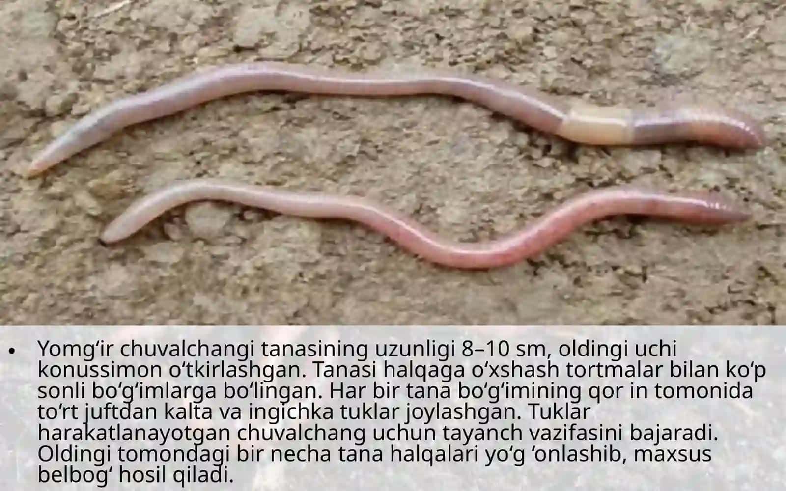 Yomg‘ir  chuvalchangining tashqi  tuzilishi 4