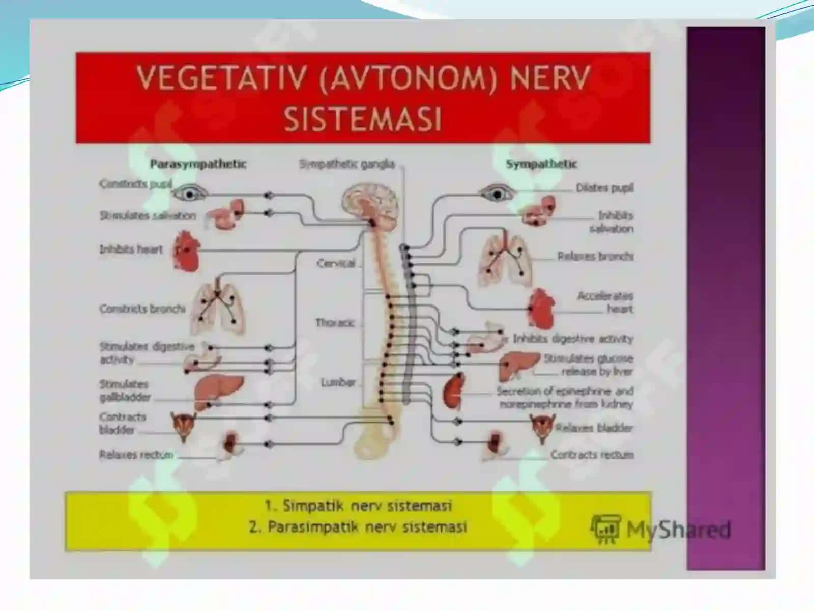 Vegetativ asab sistemasini o‘rganish 4