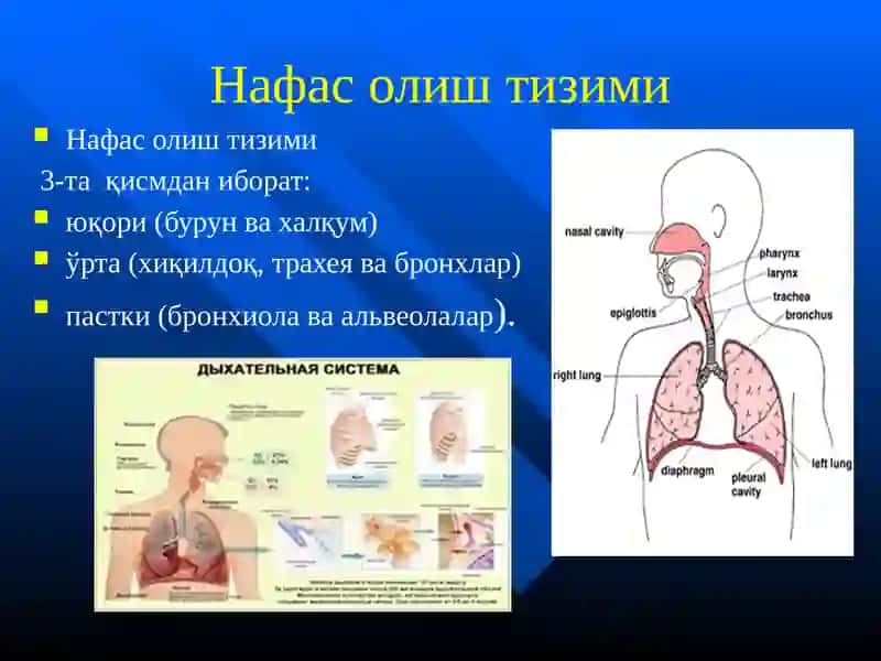 Болаларда нафас олиш тизими 4