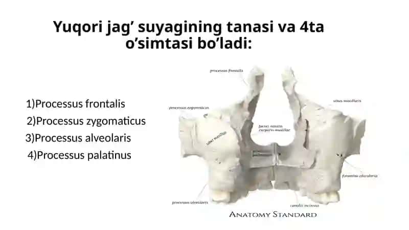 Yuz suyaklari (Cranium viscerale) 4