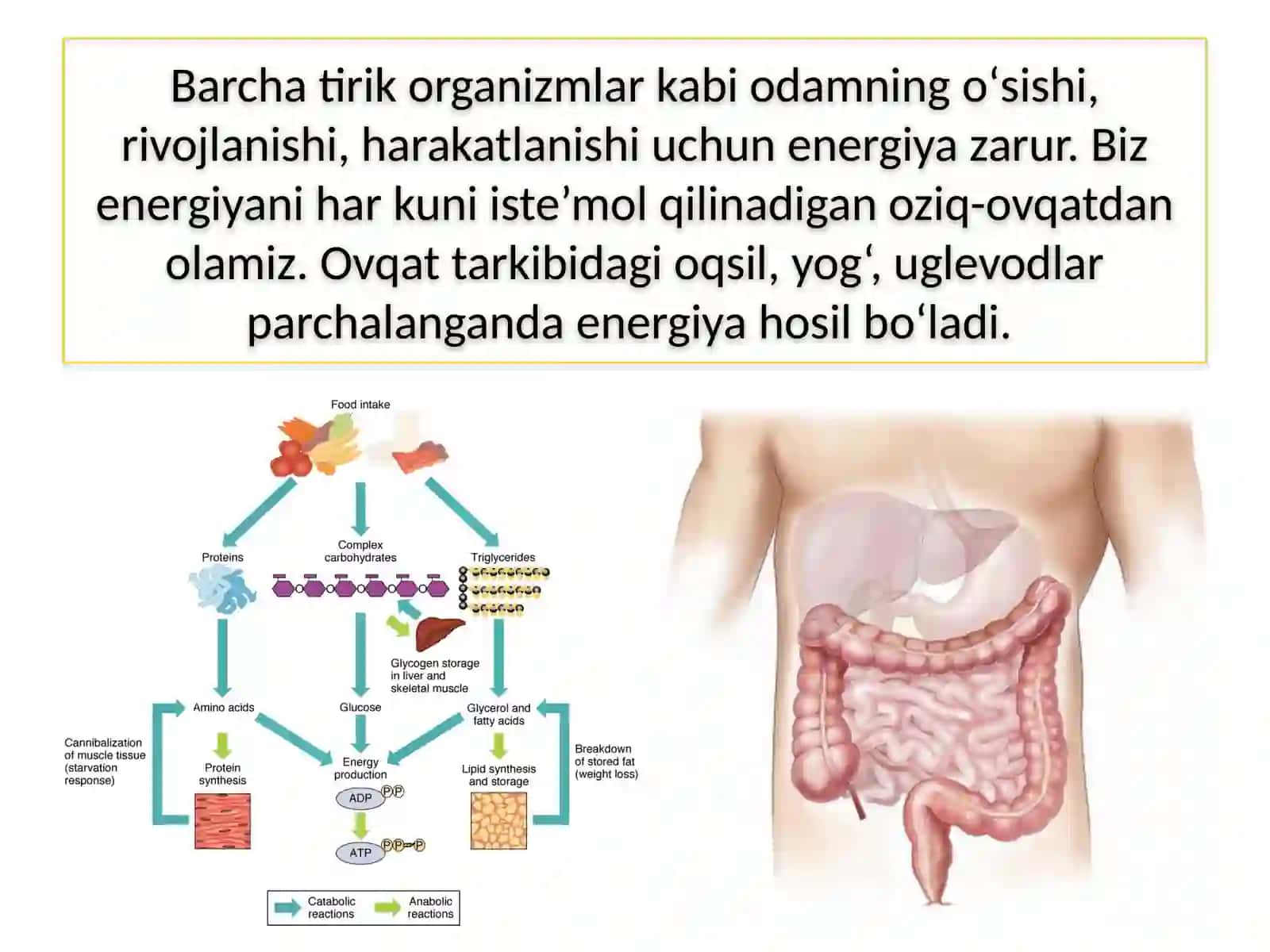 TIRIK ORGANIZMLARNING NAFAS OLISHI 4