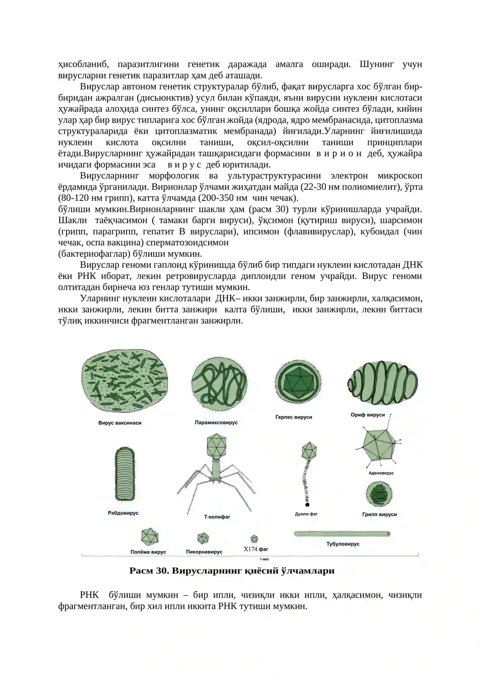 Умумий вирусология. Бактериофаглар 4