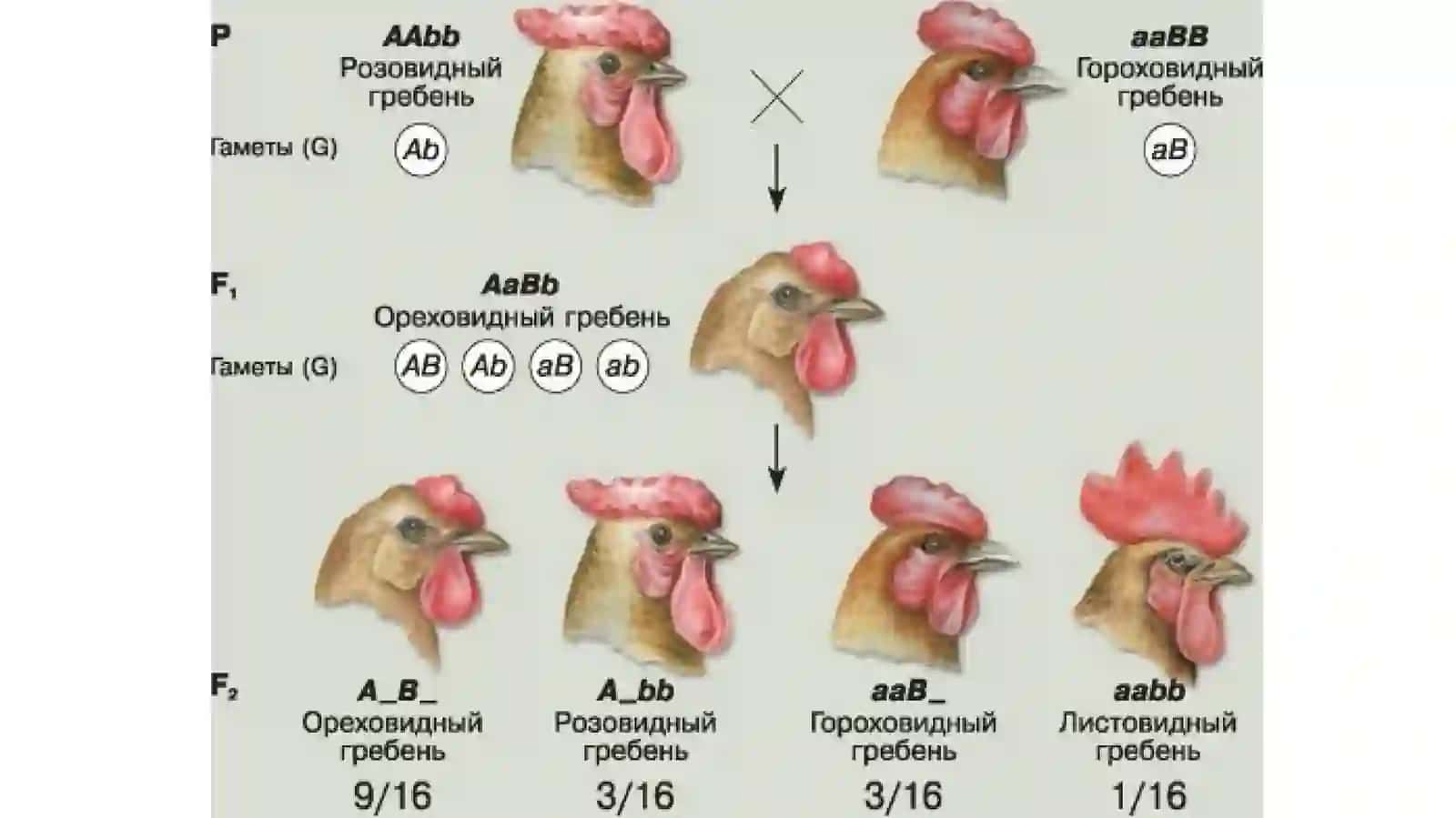 взаимодействие неаллельных генов 4