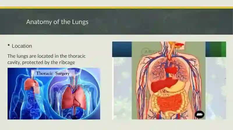 LUNGS AND PULMONARY SYSTEM 4