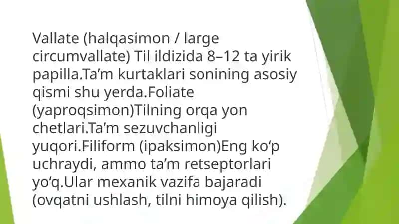 Ta’m Bilish Azolarining Funksional Anatomiyasi 4