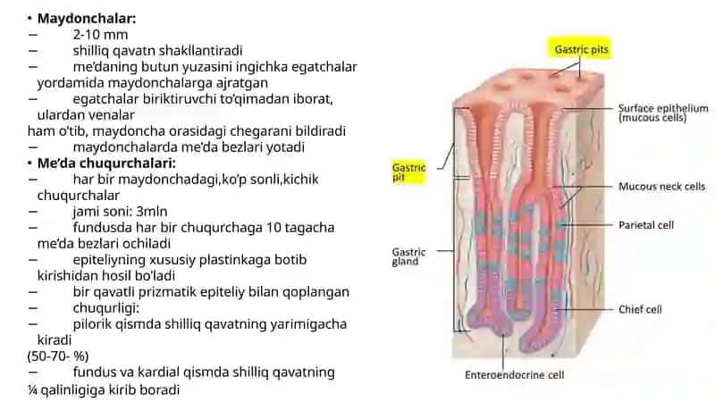 Hazm sistemasi gistologiyasi 4