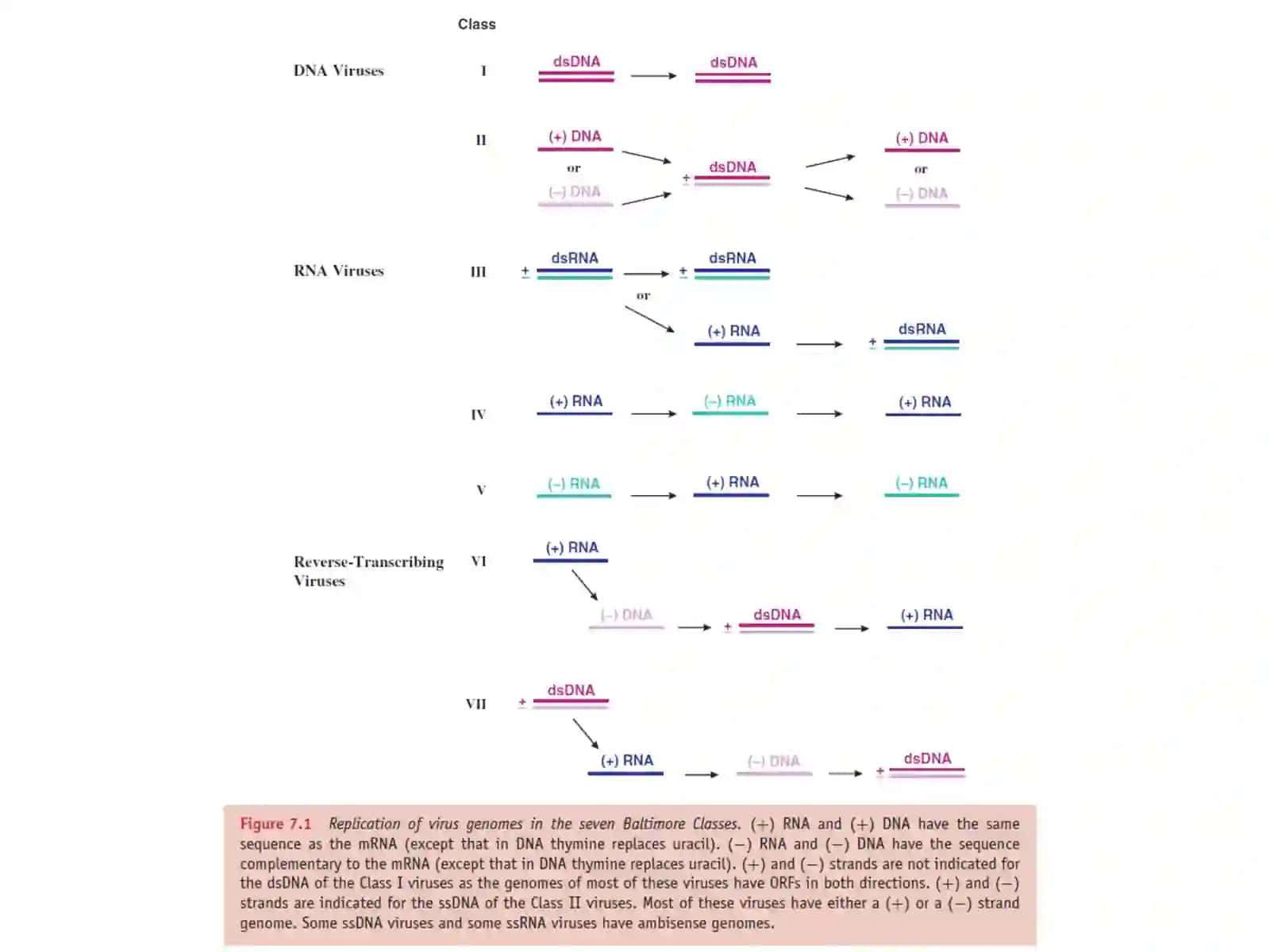 Lec. 8 Virus genome replication Dr. Ahmed K. Ali 4