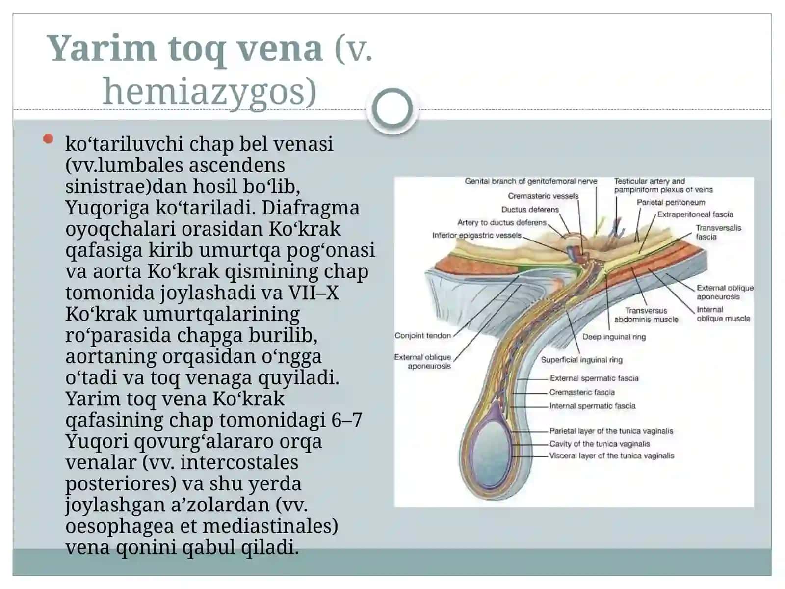 Vena tizimi va uning yoshga qarab o‘zgarishi 4