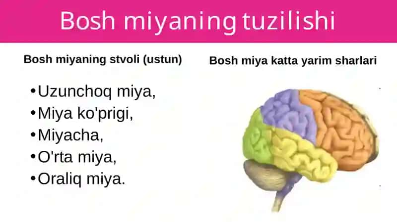 Bosh miyaning tuzilishi va funksiyasi 4