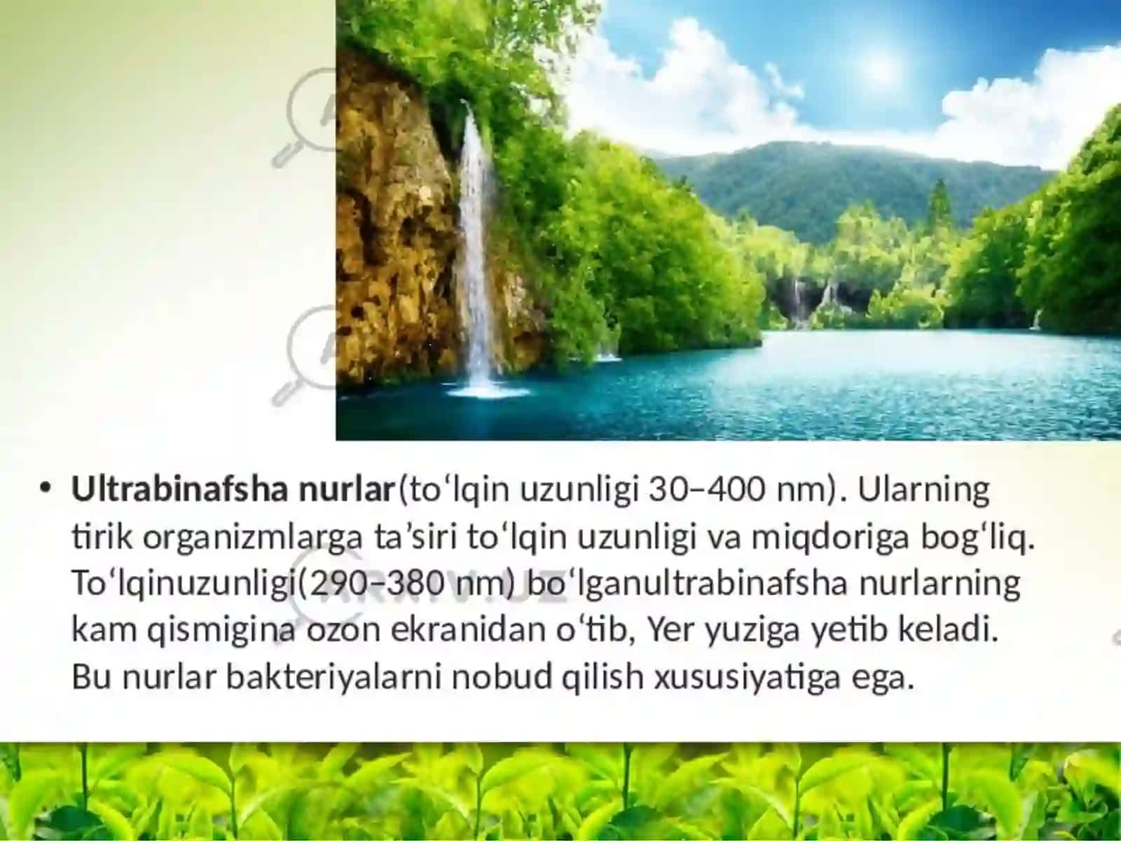 O'simliklar Oziqlanishi 4