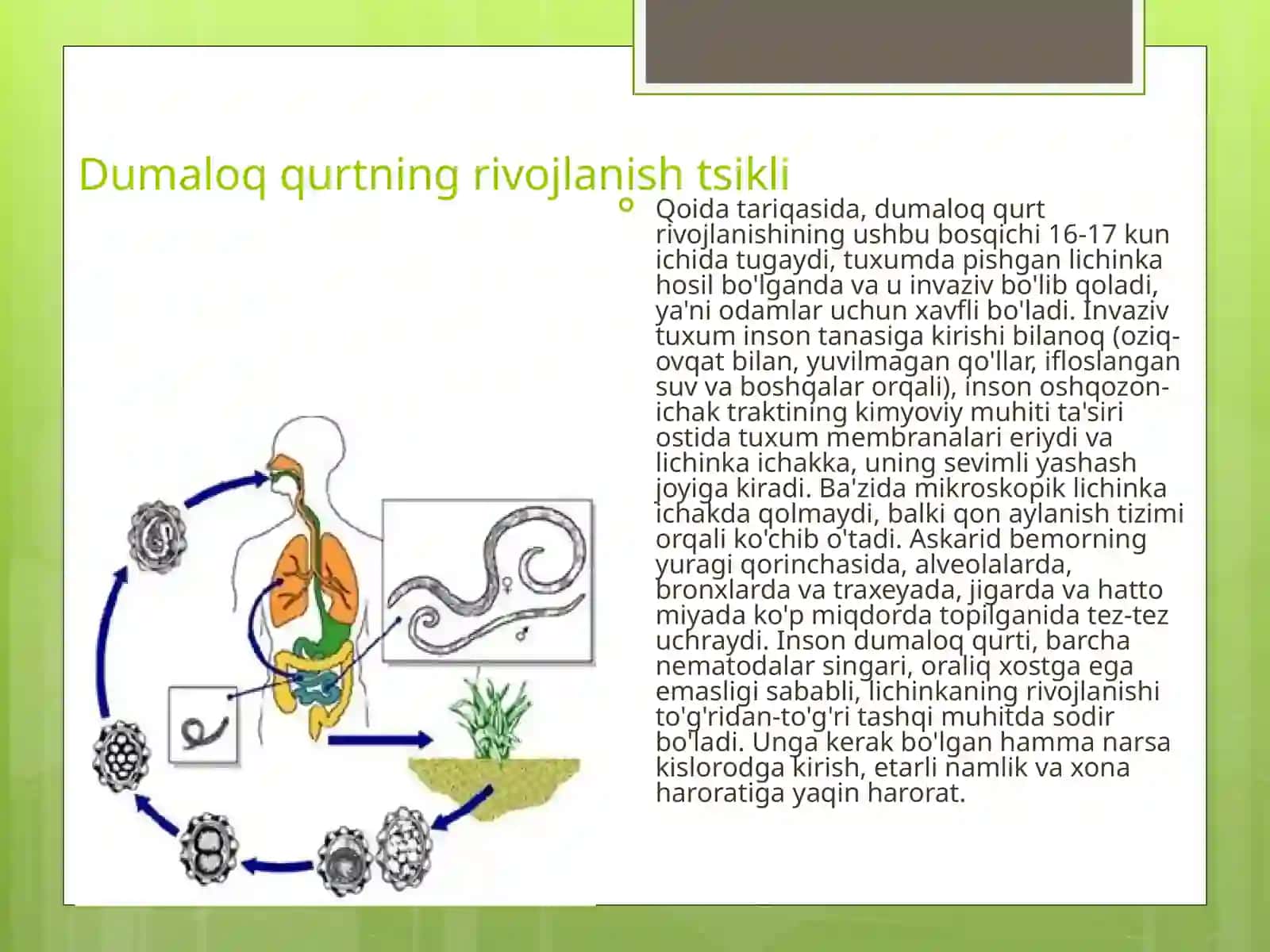 Dumaloq qurt 4