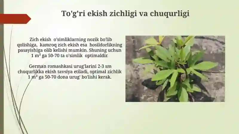 Aptechnaya romashka (Matricaria chamomilla) 4
