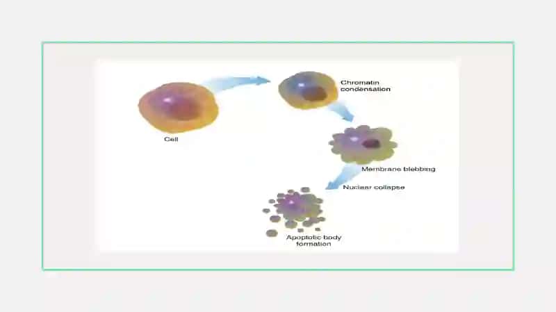 Apoptoz 4