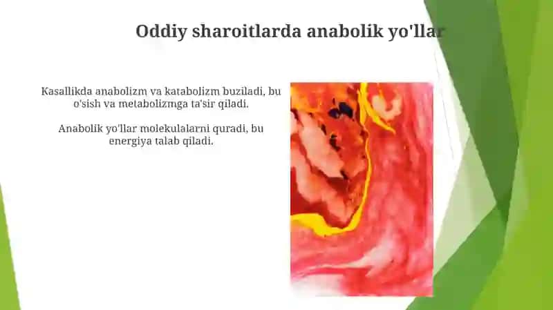 Katabolizm va anabolizm 4