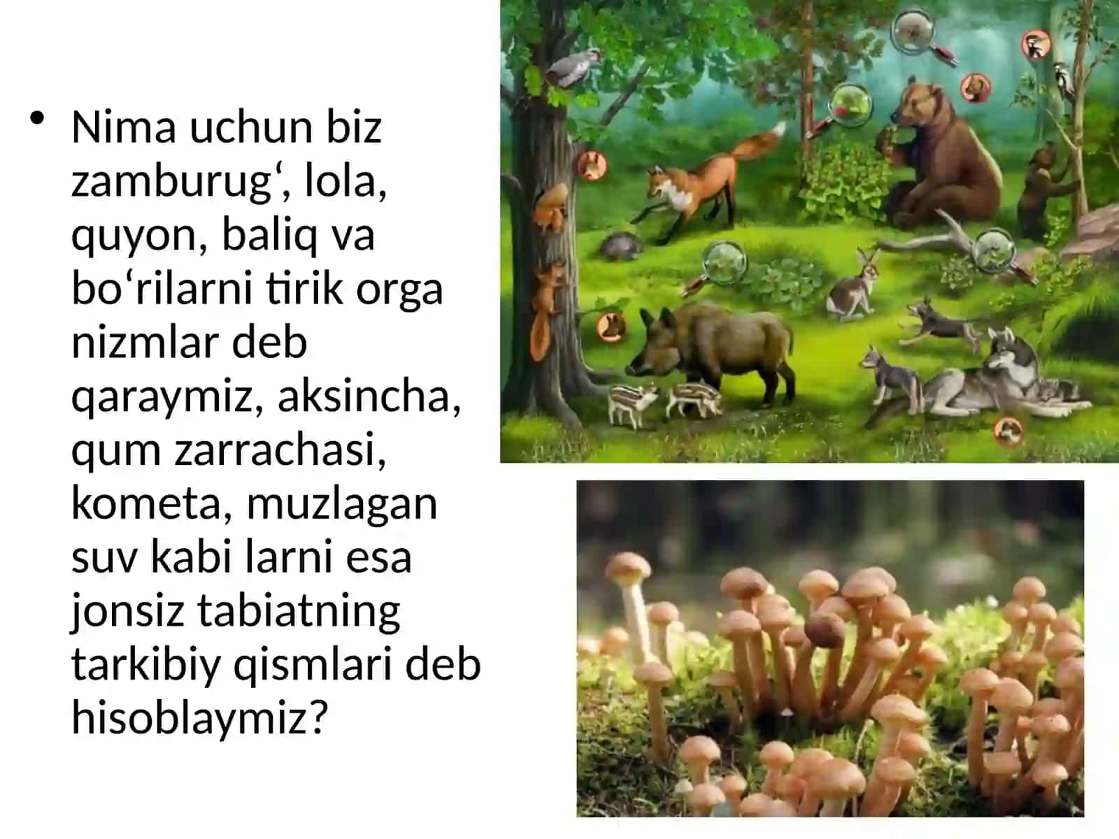 Sinflar bo'yicha biologiya darsi 4