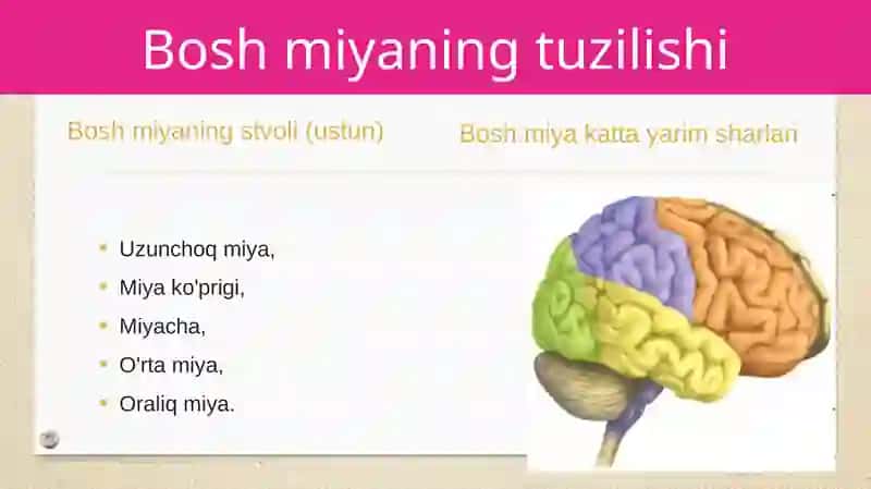 Boshmiyaningtuzilishivafunksiyasi 4